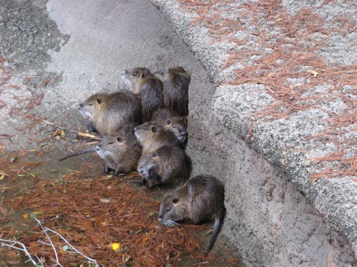 Audubon Zoo, Huddling Nutria