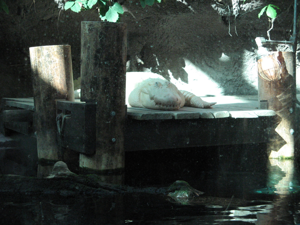 Audubon Aquarium, Audubon Aquarium: White alligator