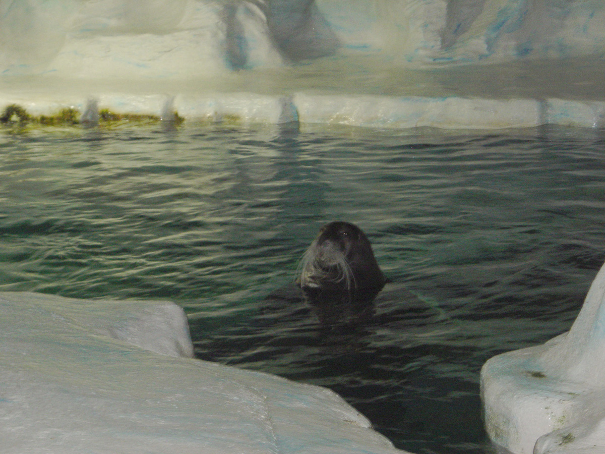 Tromso 2006, Polaria: Bearded Seal