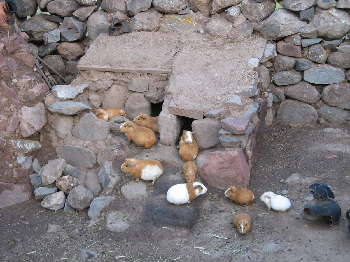 Puno, Sillustani: Guinea Pig Heaven