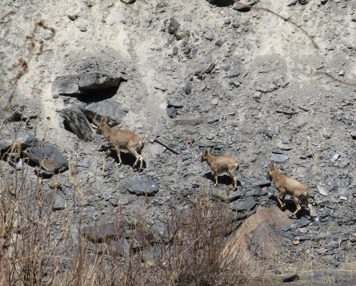 Khunjerab to Islamabad, Ibex