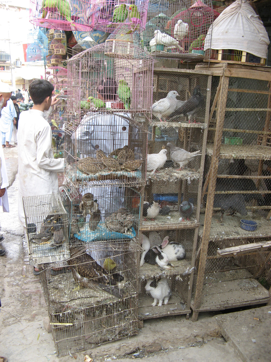 Peshawar, The "Bird Bazaar"