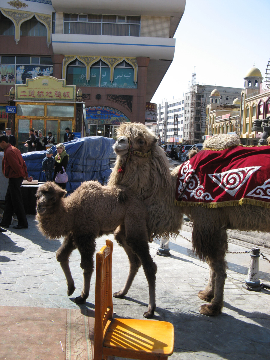 Urumqi, Camel + Calf Just posing for the Photo Ops.