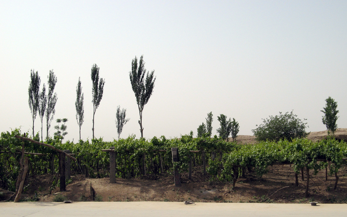 Around Turpan, Welcome Green Vines