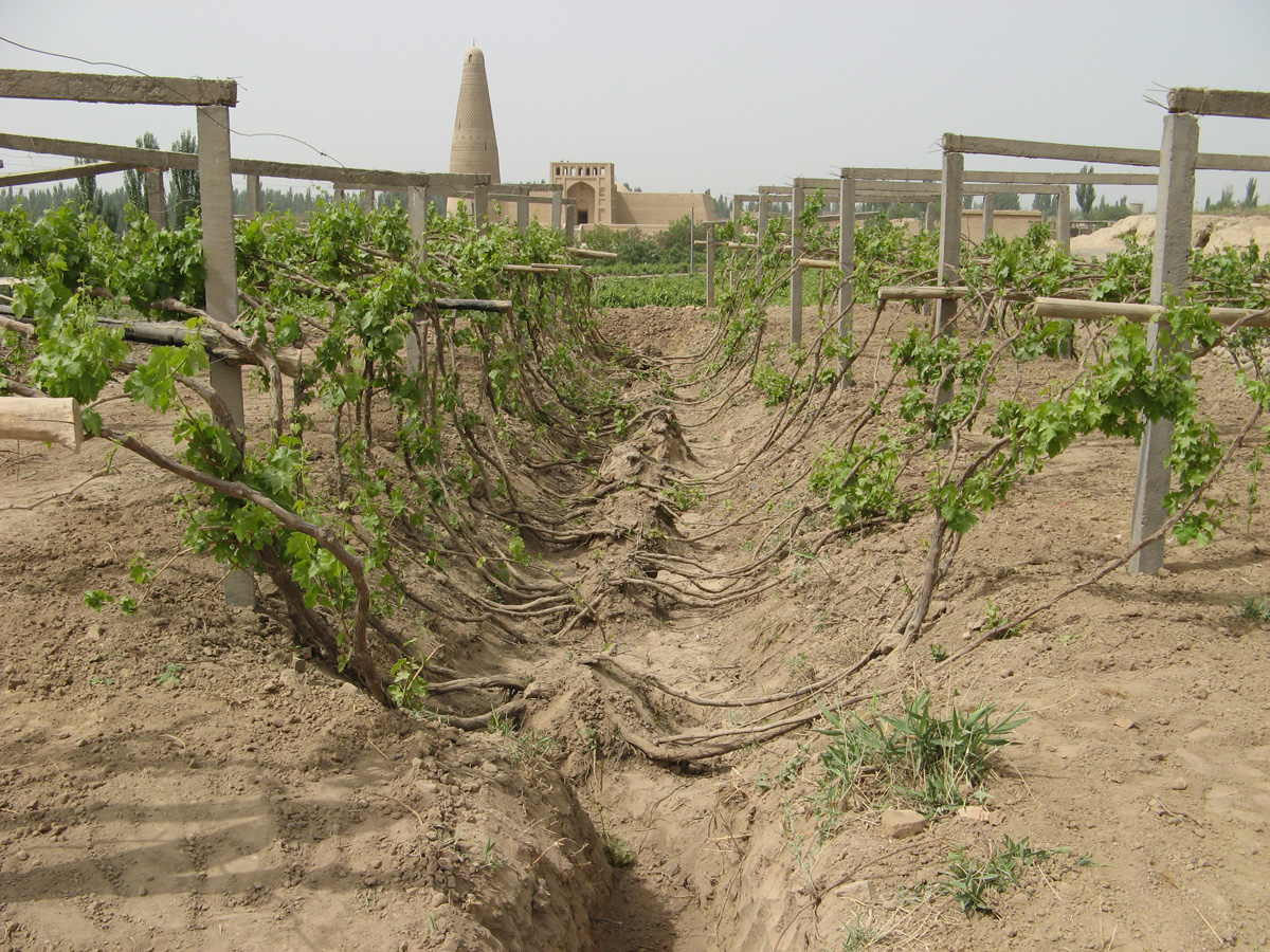 Around Turpan, Grape Vines