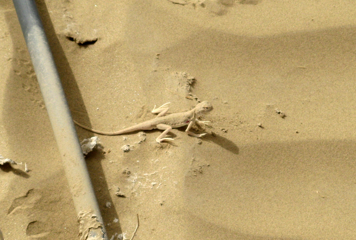 Across the Taklmakan, Great Sand Lizard Beside a drip feed pipe.
