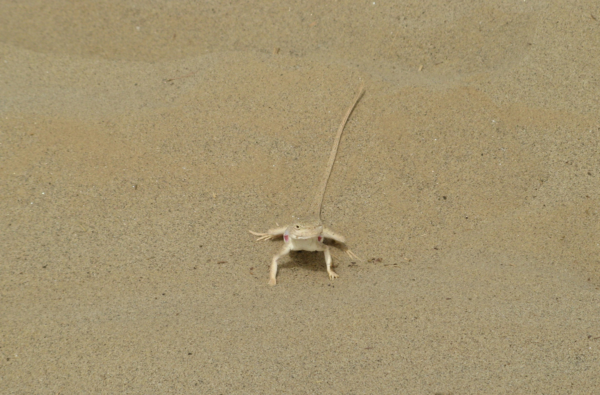 Niya - Hotan - Karghilik - Yarkan - Yengisar, Great Sand Lizard Prepares to Spring