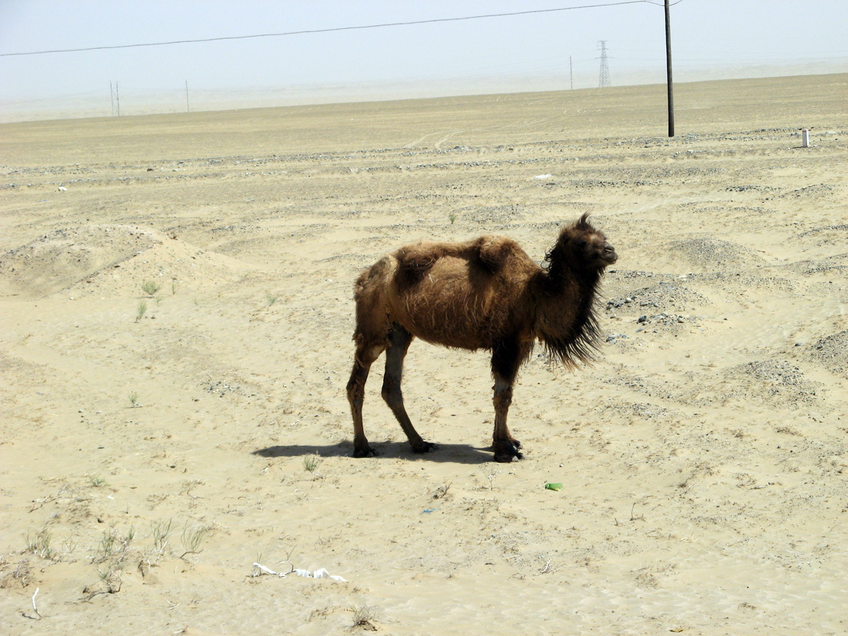 Niya - Hotan - Karghilik - Yarkan - Yengisar, Aloof Camel