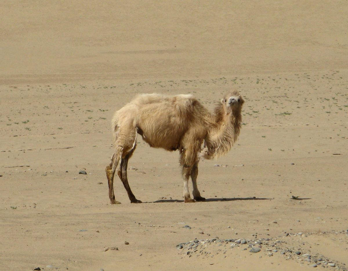 Niya - Hotan - Karghilik - Yarkan - Yengisar, Curious Camel