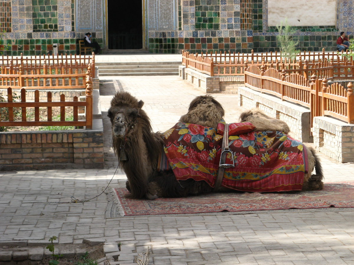 Kashgar, Photogenic Camel