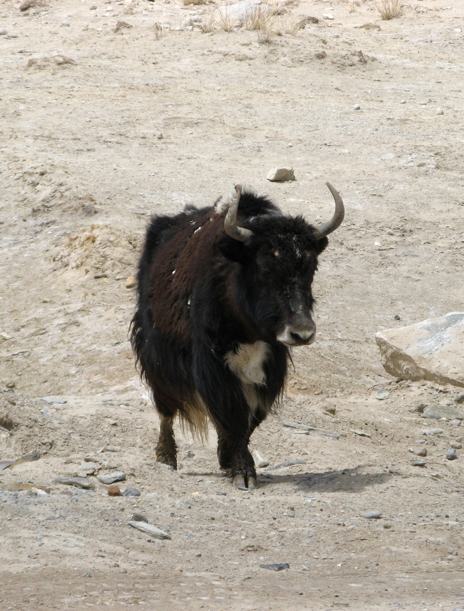 The KKH: Kara Kul & Tashkurgan, Kara Kul, Bovine Yak or semi-Yak?