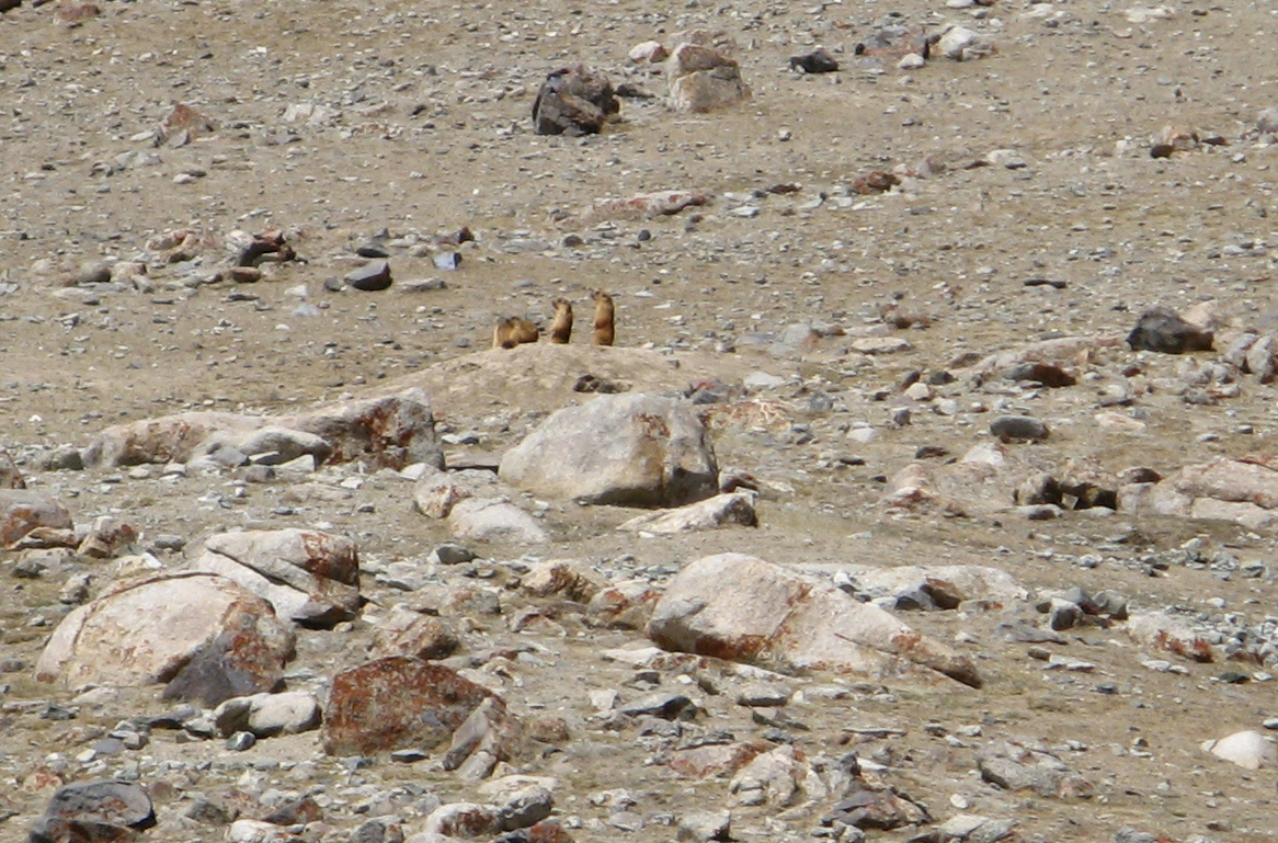 The KKH: Taskurgan to Khunjerab, Golden Marmots