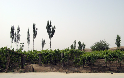 Welcome Green Vines, Around Turpan, Xinjiang 2008