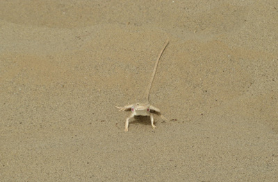 Great Sand Lizard Prepares to Spring, Niya - Hotan - Karghilik - Yarkan - Yengisar, Xinjiang 2008