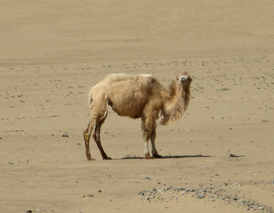 Curious Camel, Niya - Hotan - Karghilik - Yarkan - Yengisar, Xinjiang 2008