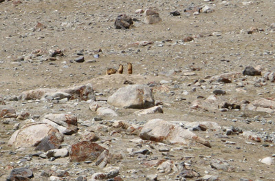 Golden Marmots, The KKH: Taskurgan to Khunjerab, Xinjiang 2008