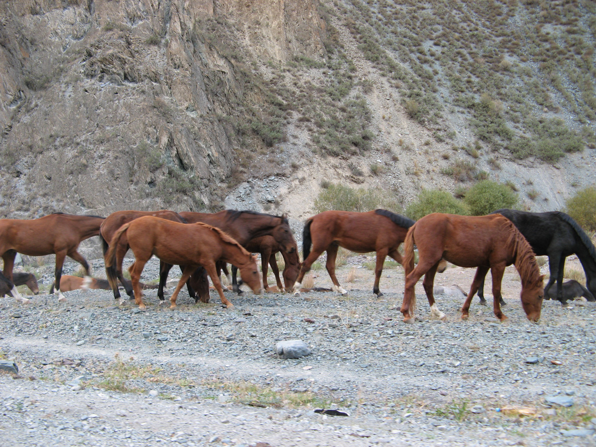 Bishkek to Osh