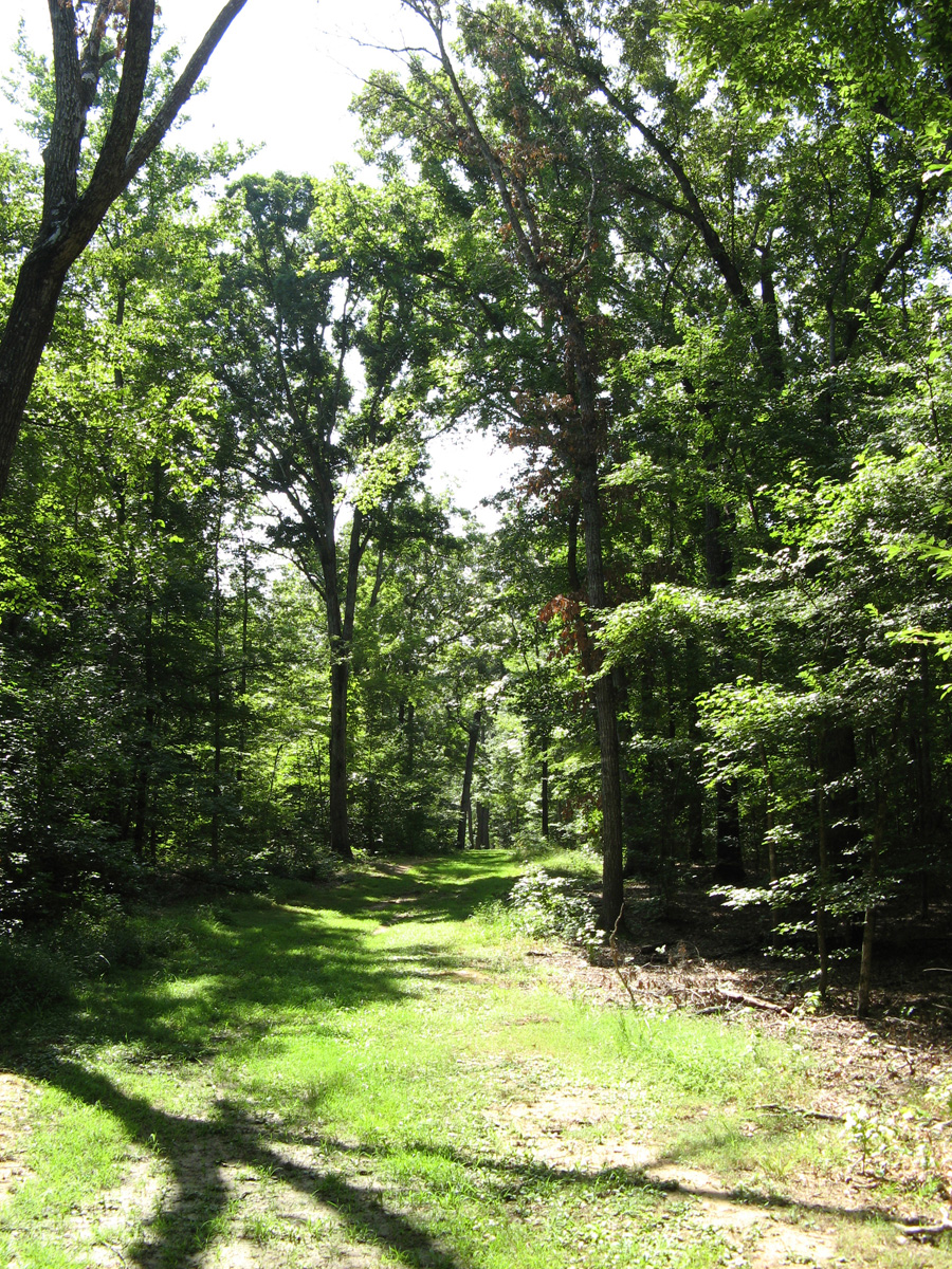 Shiloh, The Sunken Road