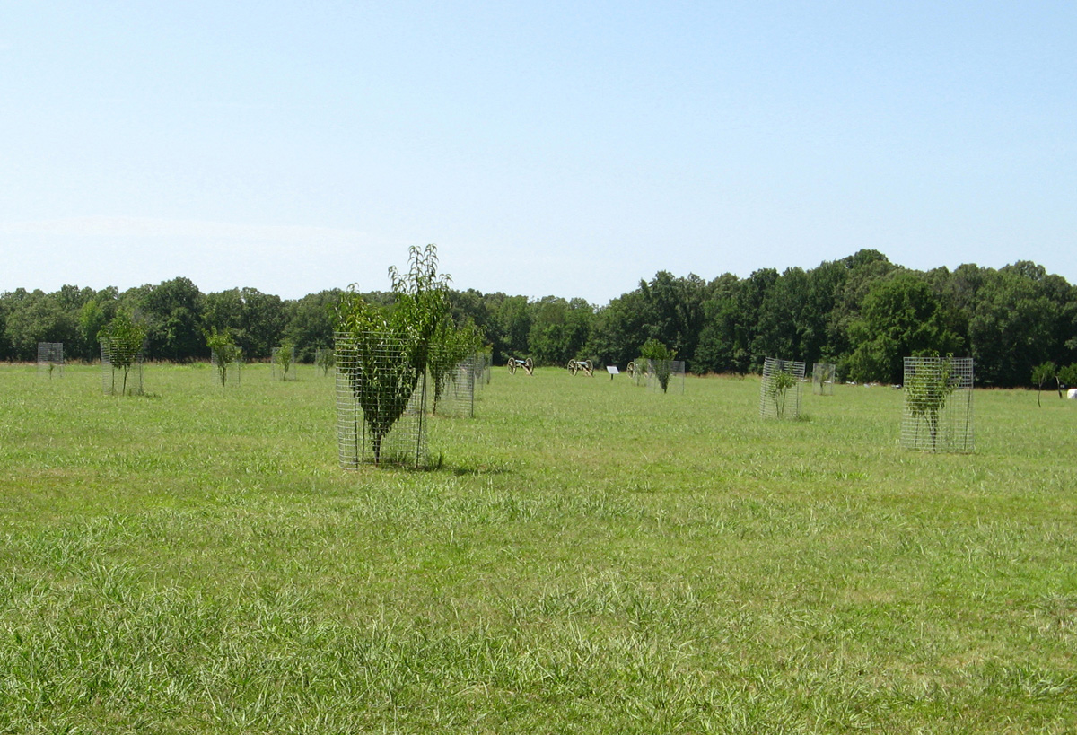 Shiloh, The Peach Orchard: Replanted