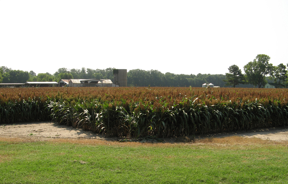Corinth + Memphis, Ripening Corn, Arkansas