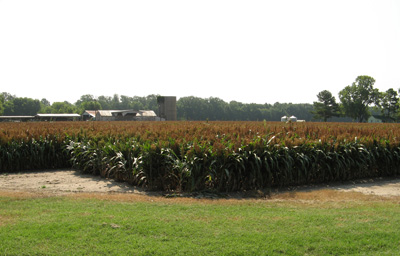 Ripening Corn, Arkansas, Corinth + Memphis, Tennessee 2008