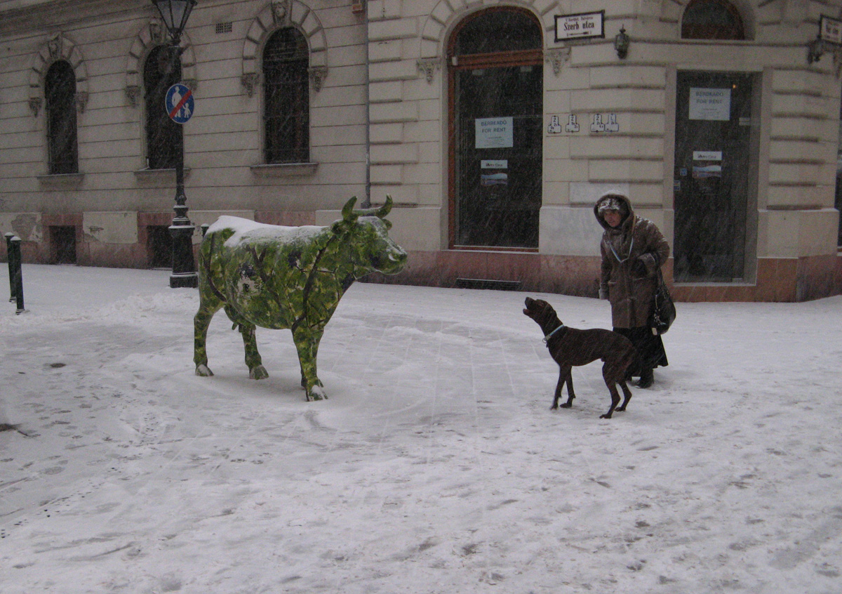 Budapest, Dog distrusts steel cow