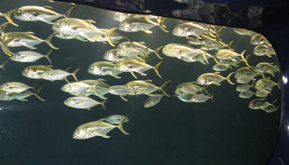 Atlanta 2009, Atlanta Aquarium One guy didn