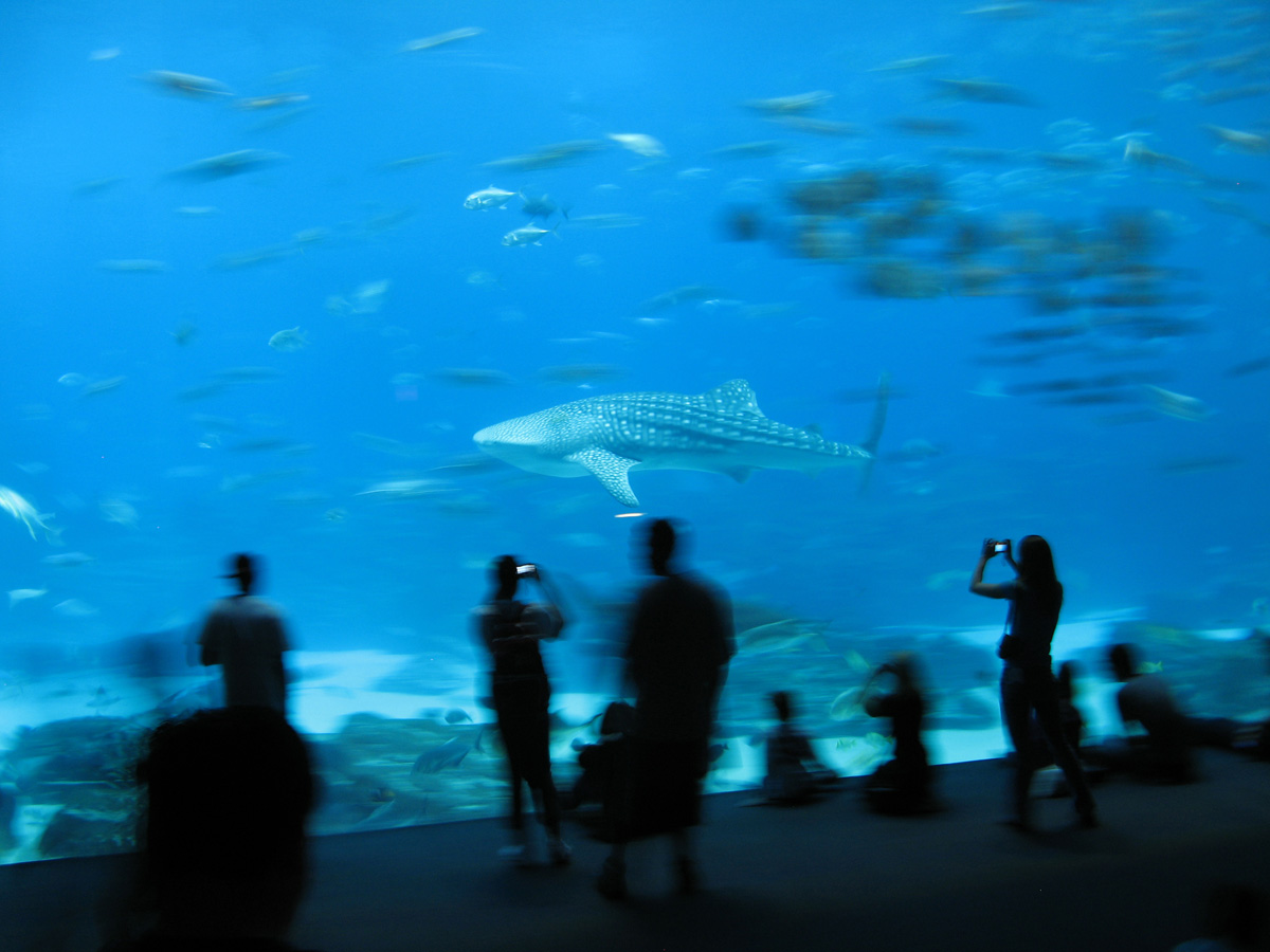 Atlanta 2009, Atlanta Aquarium: Giant Tank With one of the smaller of their Whale Sharks