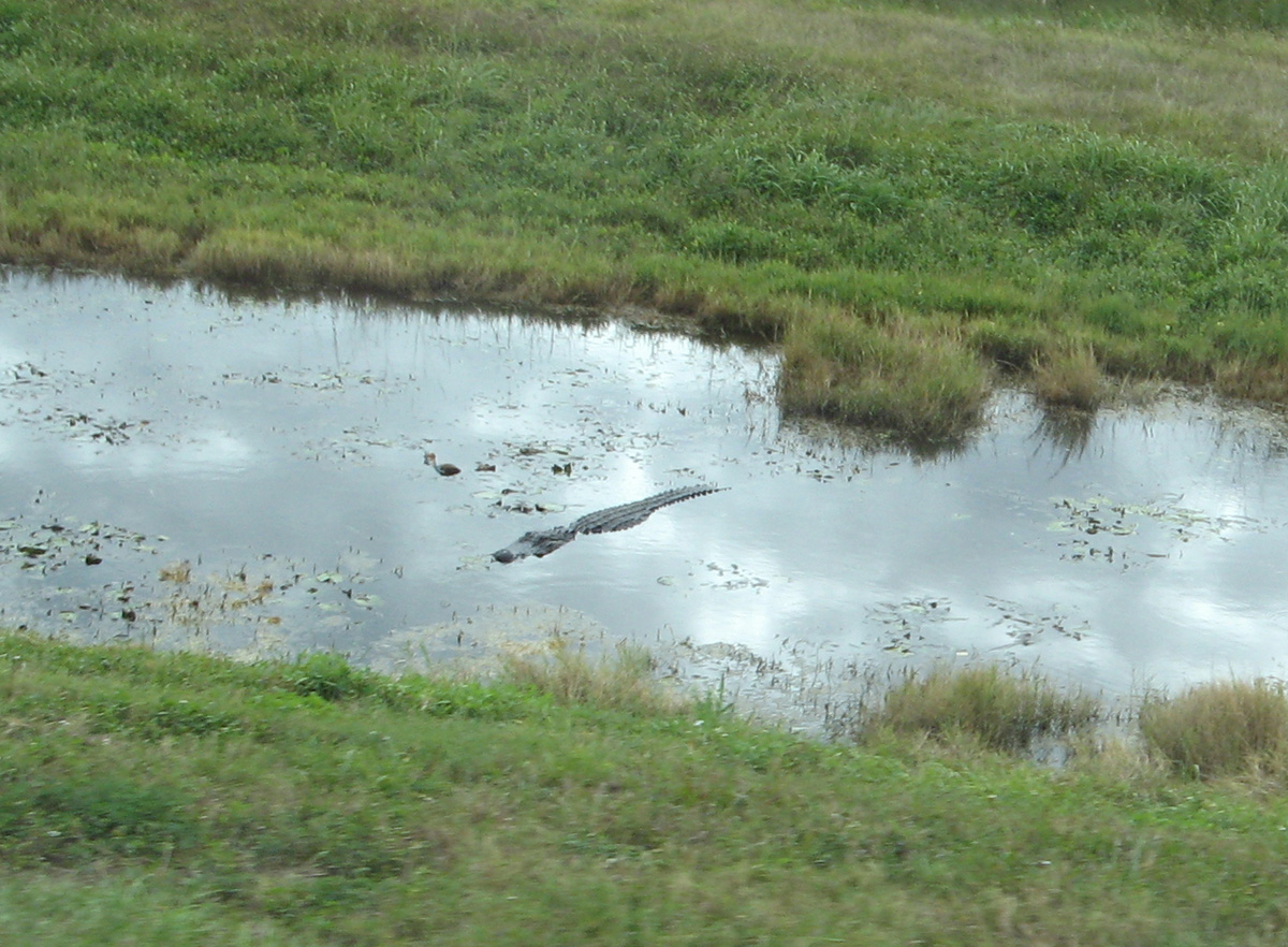 NASA Up-Close Tour, Lurking gator