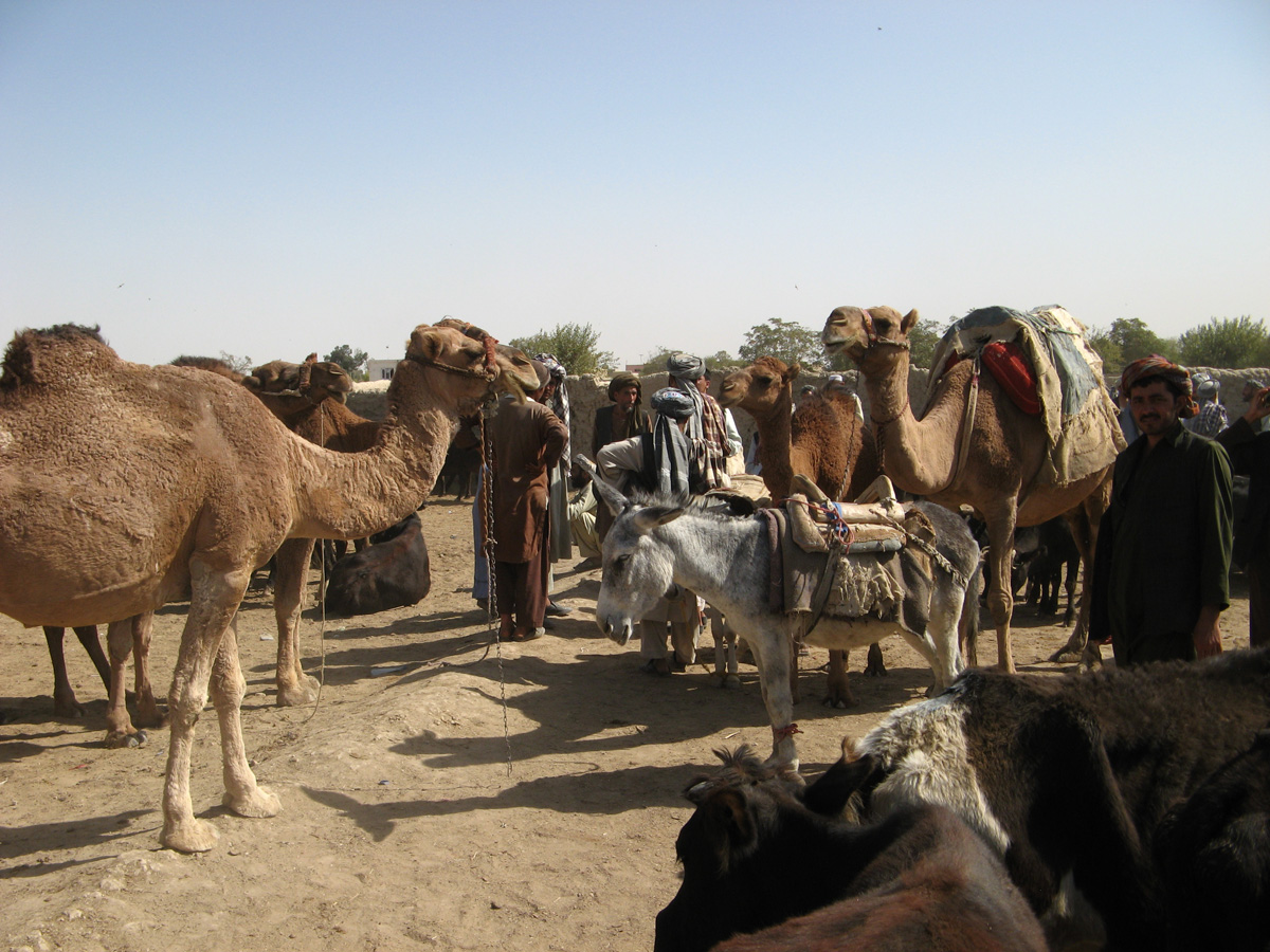 Mazar-e Sharif, Livestock market