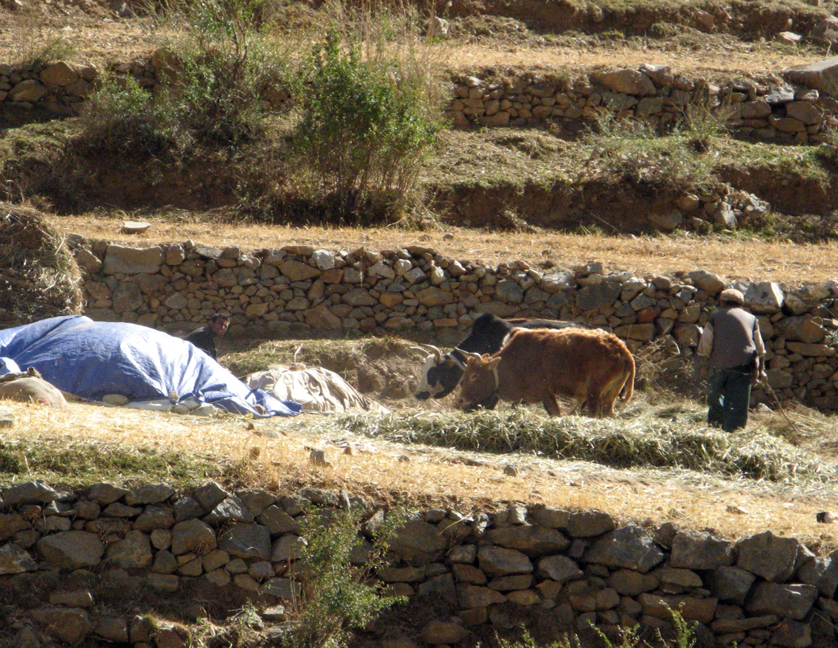 Panjshir Valley, Cattle threshing grain