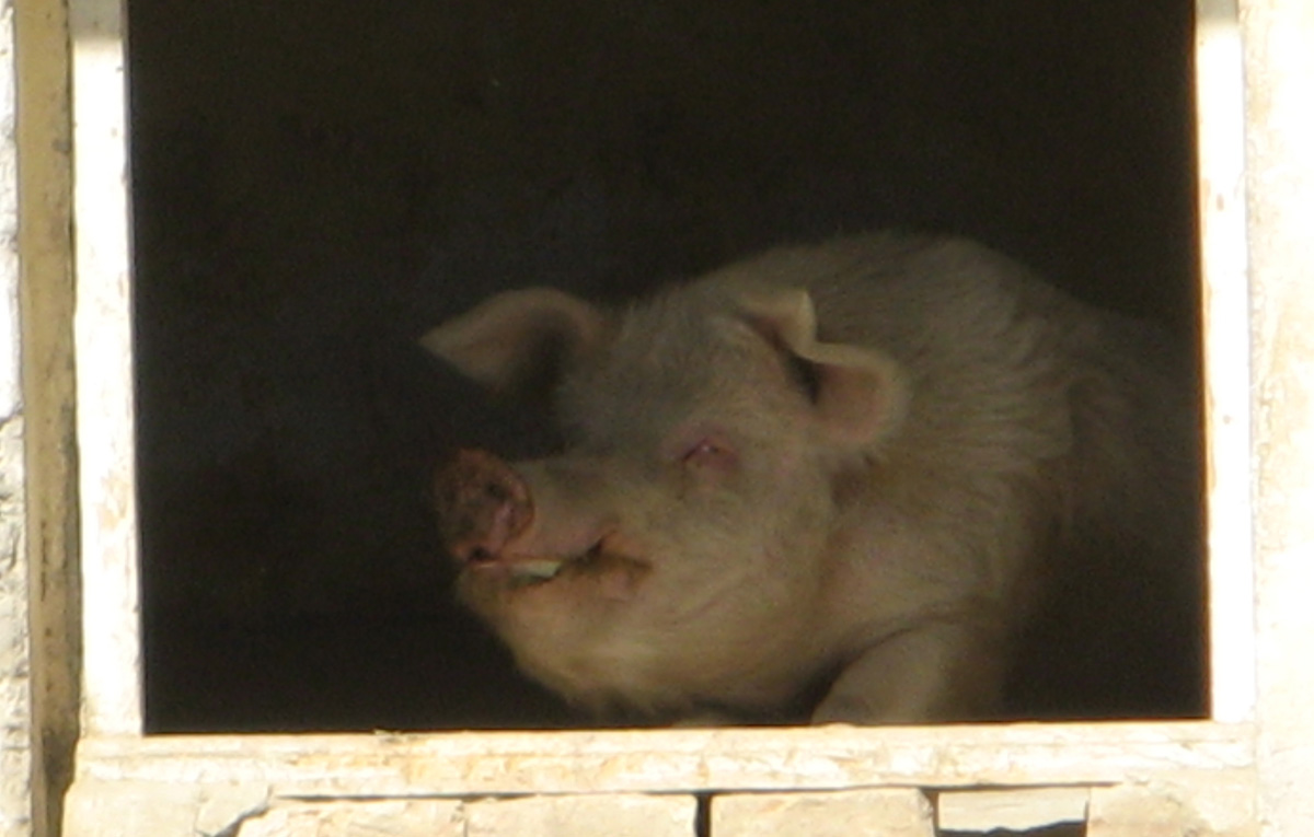 Kabul, "Pig" Kabul Zoo