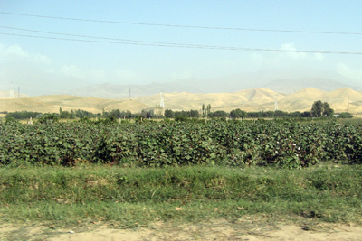 Cotton, Dushanbe, Uzbekistan & Tajikistan 2009