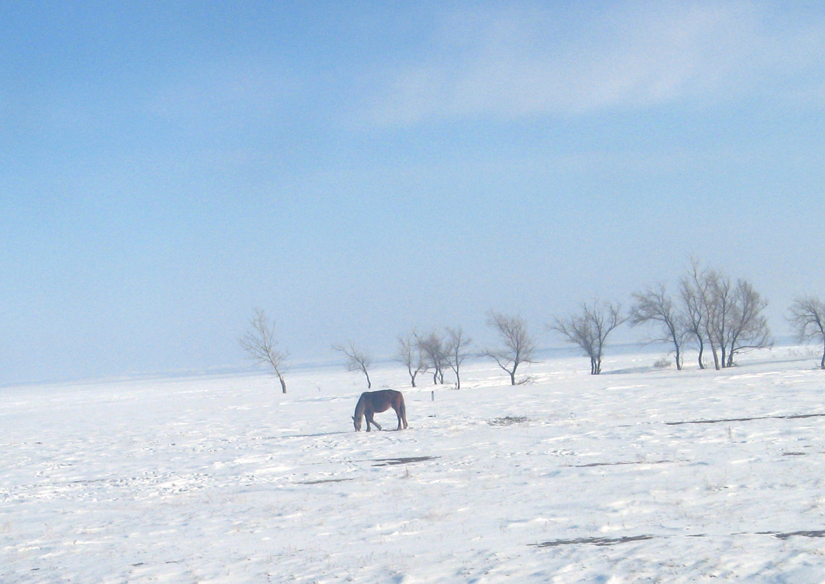 Erementau, Horse on frozen steppes
