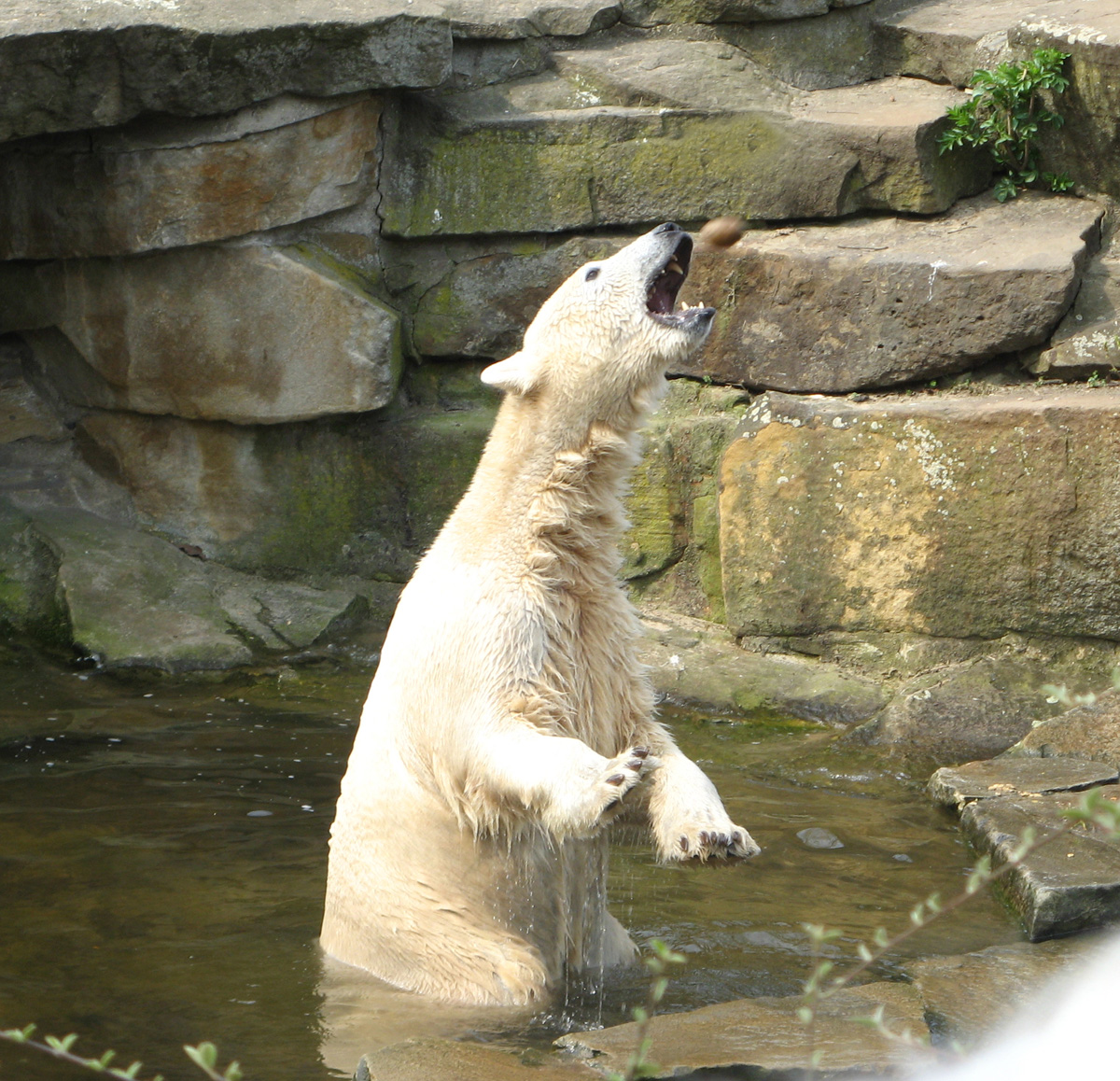 Berlin, Knut