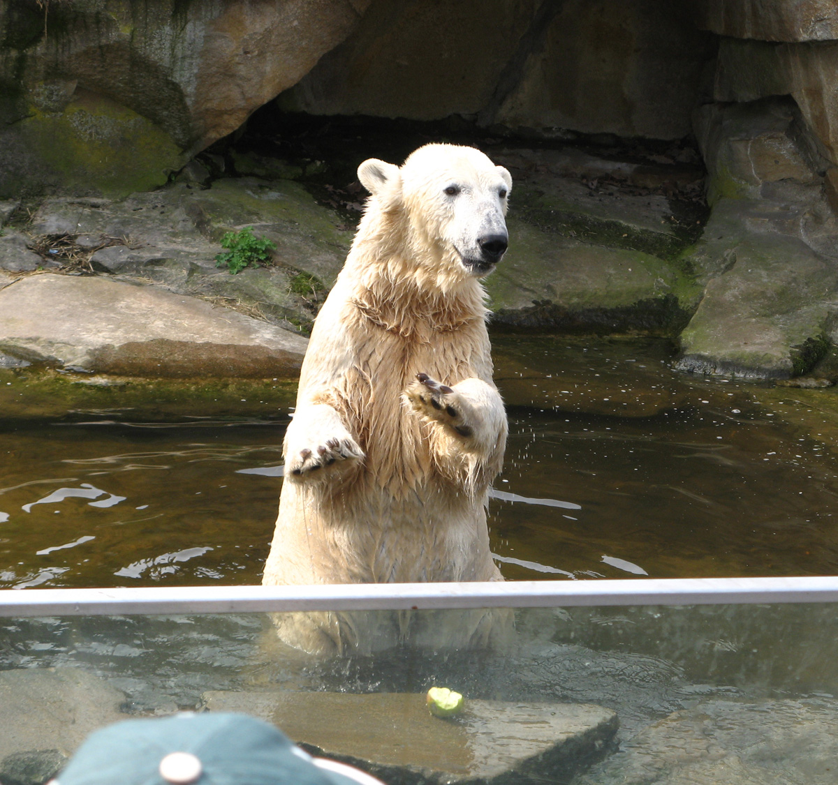 Berlin, Knut