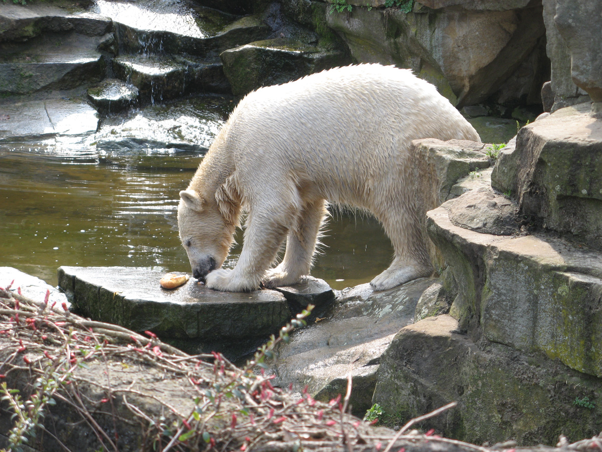 Berlin, Knut