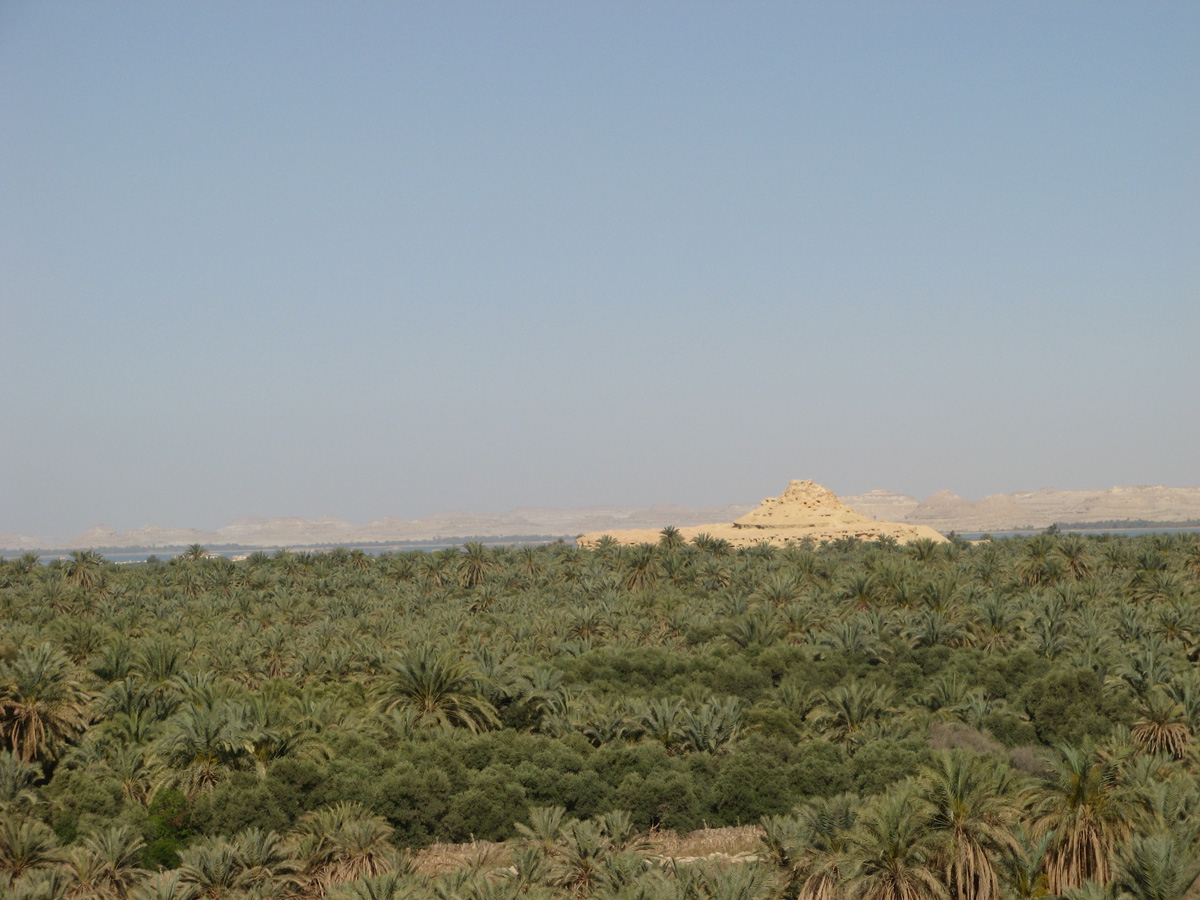Siwa, Palms, from hilltop (Reasonably authentic colours.)