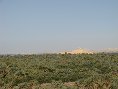 Palms, from hilltop (Reasonably authentic colours.), Siwa, Egypt 2010