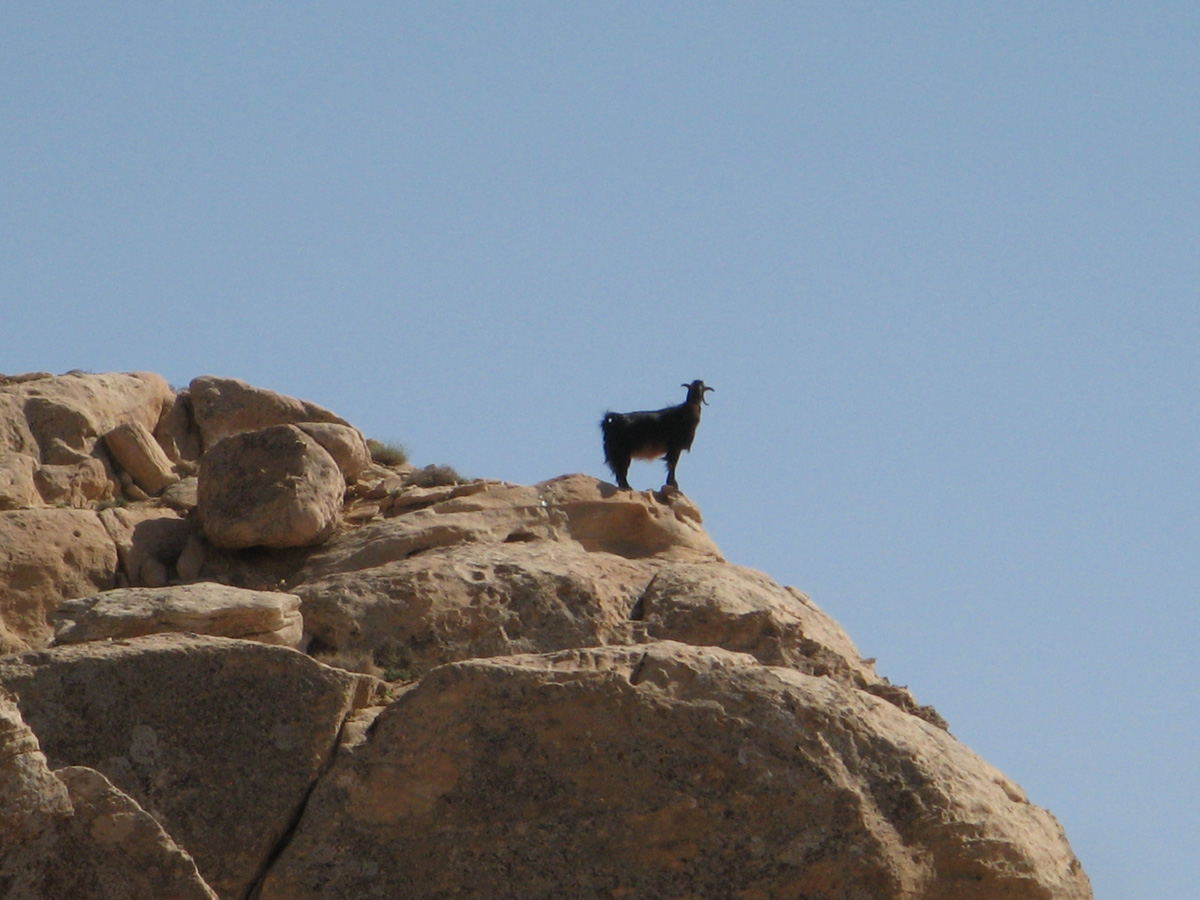 Petra Day-1, Scenic Goat