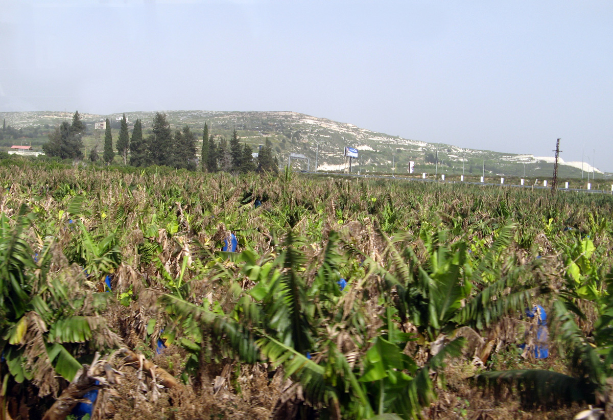 Tyre, Banana farm, near Tyre Blue bags protect ripening fruit