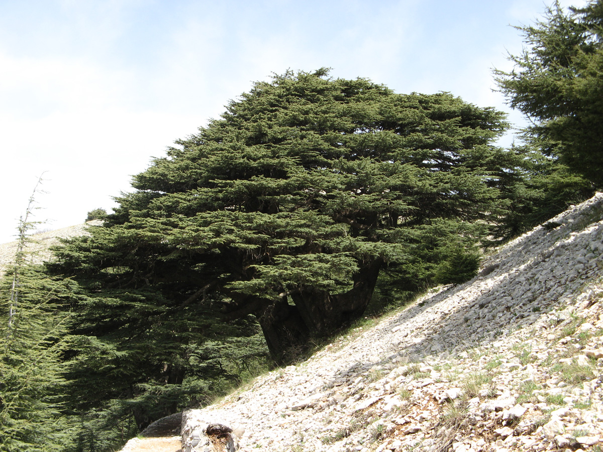 Chouf Mountains, Chouf Cedar Reserve