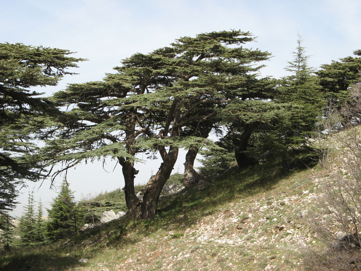 Chouf Mountains, Chouf Cedar Reserve