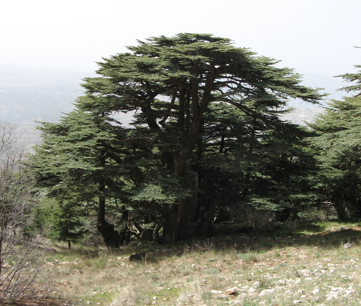Chouf Mountains, Chouf Cedar Reserve
