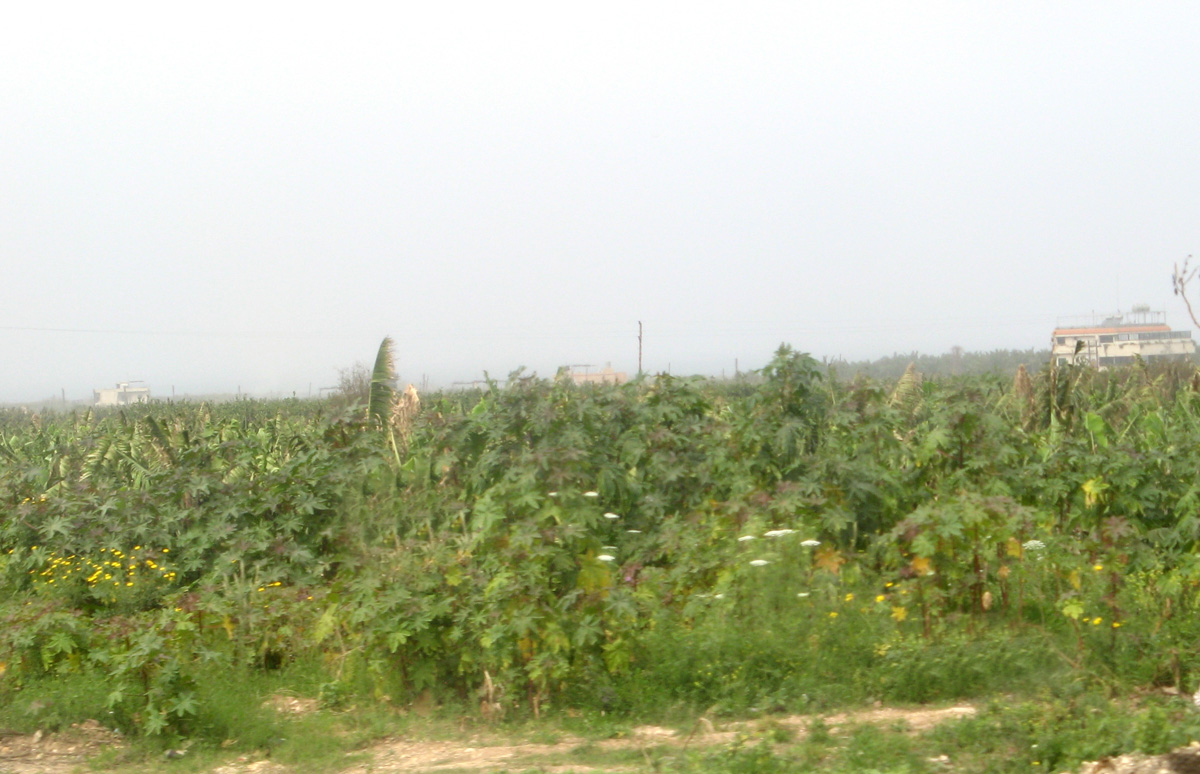 Tyre, Lush greenery, outside Tyre