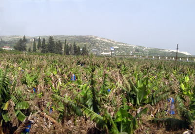 Banana farm, near Tyre Blue bags protect ripening fruit, Lebanon 2010