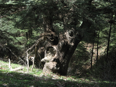 Ancient Cedar, Chouf Mountains, Lebanon 2010