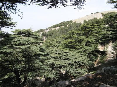 Chouf Cedar Reserve, Chouf Mountains, Lebanon 2010