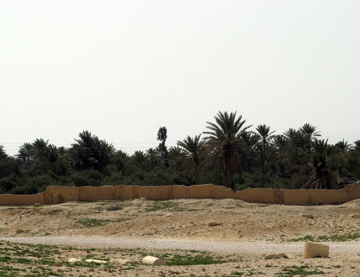 Palmyra, Palmyra: Palms
