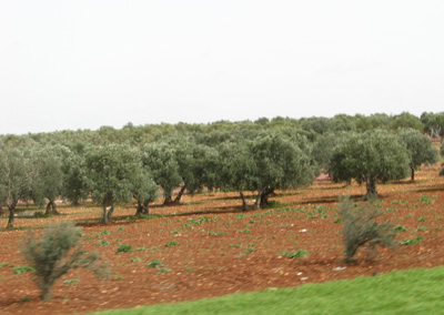 Olive Trees: 20 miles W of Aleppo, Syria 2010